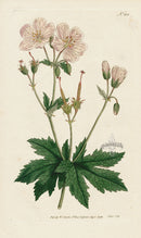 1787 Curtis Angular-Stalked Crane's-Bill - Panteek Antique Prints