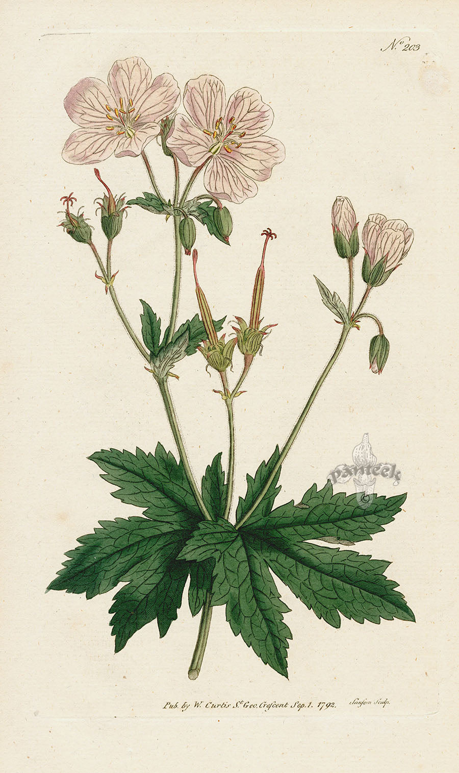 1787 Curtis Angular-Stalked Crane's-Bill