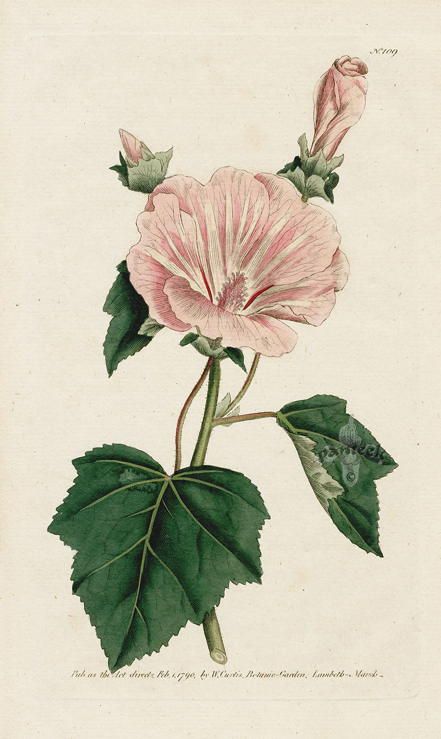 1787 Curtis Annual Lavatera