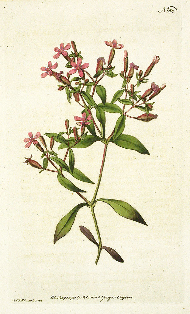 1787 Curtis Basil Soap Wort