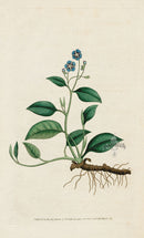 1787 Curtis Blue Navelwort - Panteek Antique Prints