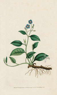 1787 Curtis Blue Navelwort - Panteek Antique Prints
