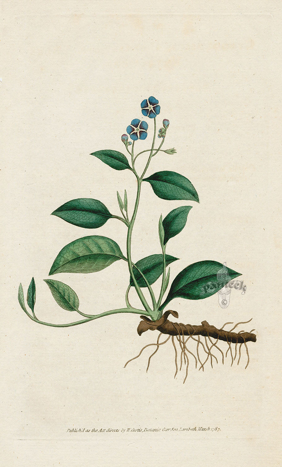 1787 Curtis Blue Navelwort