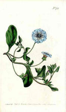 1787 Curtis Blue Nolana - Panteek Antique Prints