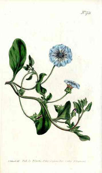 1787 Curtis Blue Nolana - Panteek Antique Prints