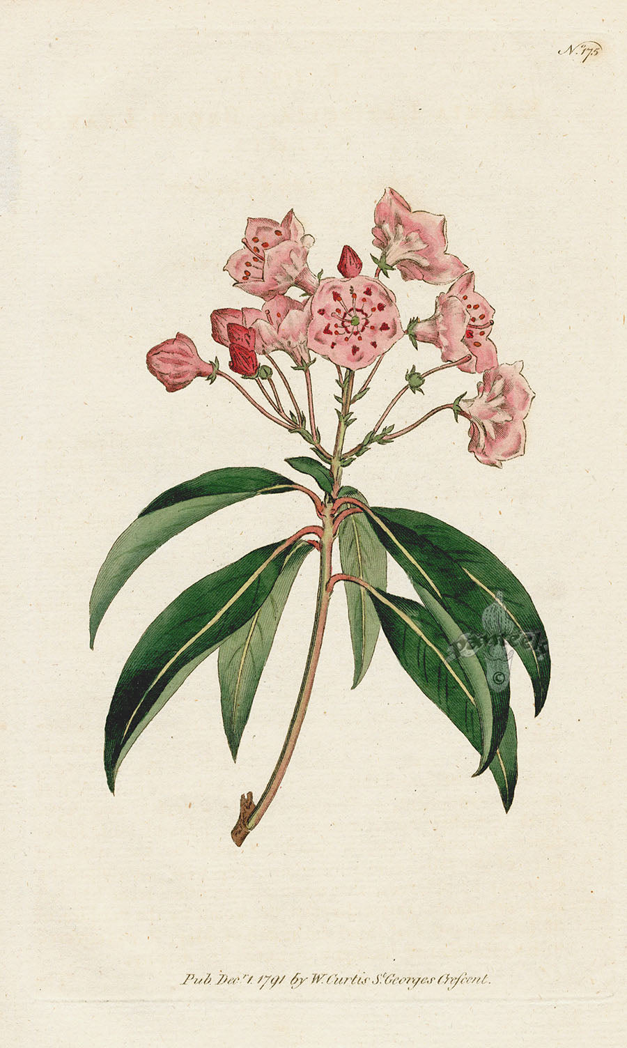 1787 Curtis Broad-Leav'd Kalmia