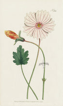 1787 Curtis Broad-Leaved Monsonia - Panteek Antique Prints