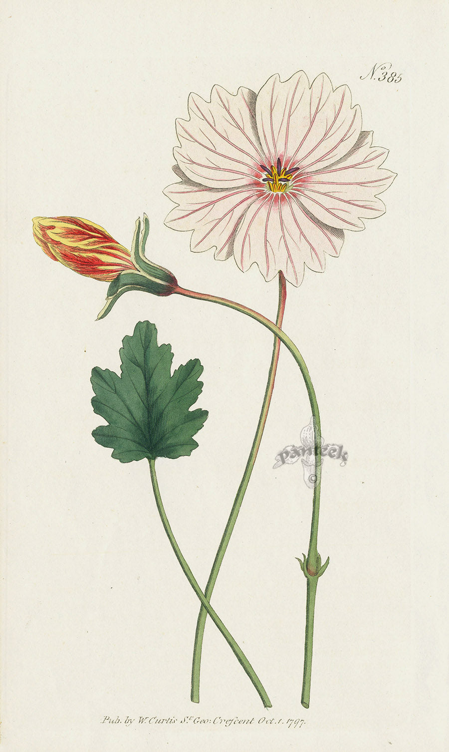 1787 Curtis Broad-Leaved Monsonia