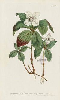 1787 Curtis Canadian Dogwood - Panteek Antique Prints