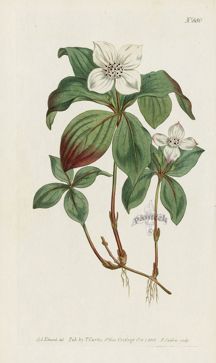 1787 Curtis Canadian Dogwood