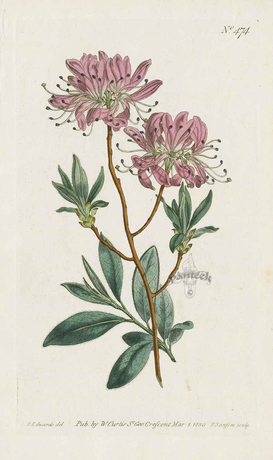 1787 Curtis Canadian Rhodora