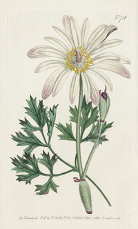 1787 Curtis Cape Atragene - Panteek Antique Prints