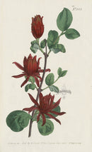 1787 Curtis Carolina Allspice - Panteek Antique Prints