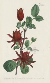 1787 Curtis Carolina Allspice - Panteek Antique Prints