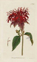 1787 Curtis Chalcedonian Lily - Panteek Antique Prints