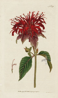 1787 Curtis Chalcedonian Lily - Panteek Antique Prints