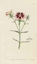 1787 Curtis China or Indian Pink - Panteek Antique Prints