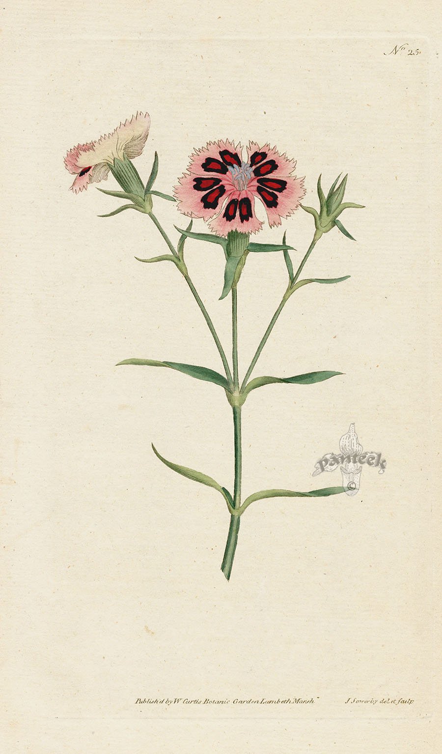 1787 Curtis China or Indian Pink