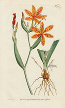 1787 Curtis Chinese Ixia - Panteek Antique Prints