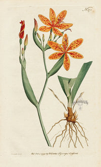 1787 Curtis Chinese Ixia - Panteek Antique Prints