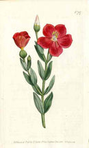 1787 Curtis Chronia - Panteek Antique Prints