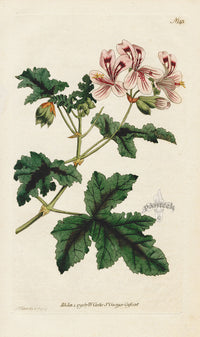 1787 Curtis Clammy Crane's Bill - Panteek Antique Prints