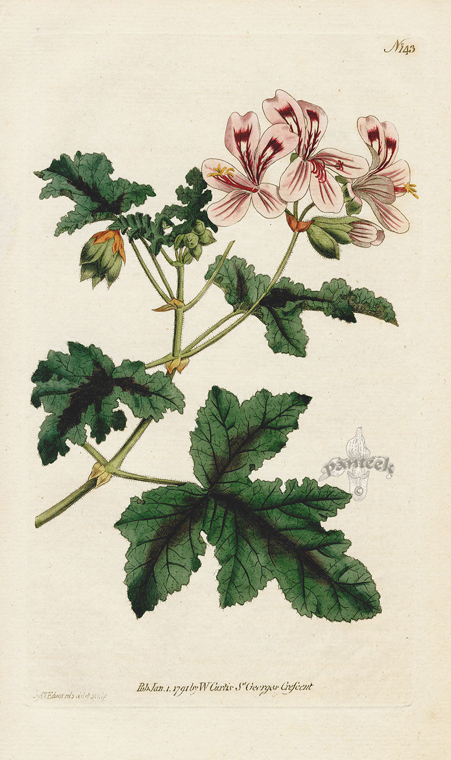 1787 Curtis Clammy Crane's Bill