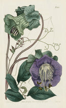 1787 Curtis Climbing Cobæa - Panteek Antique Prints