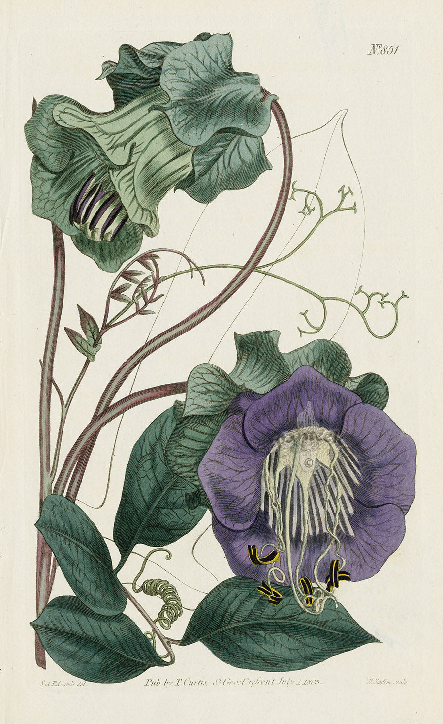 1787 Curtis Climbing Cobæa