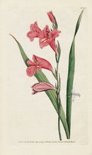 1787 Curtis Common Corn-Flag - Panteek Antique Prints