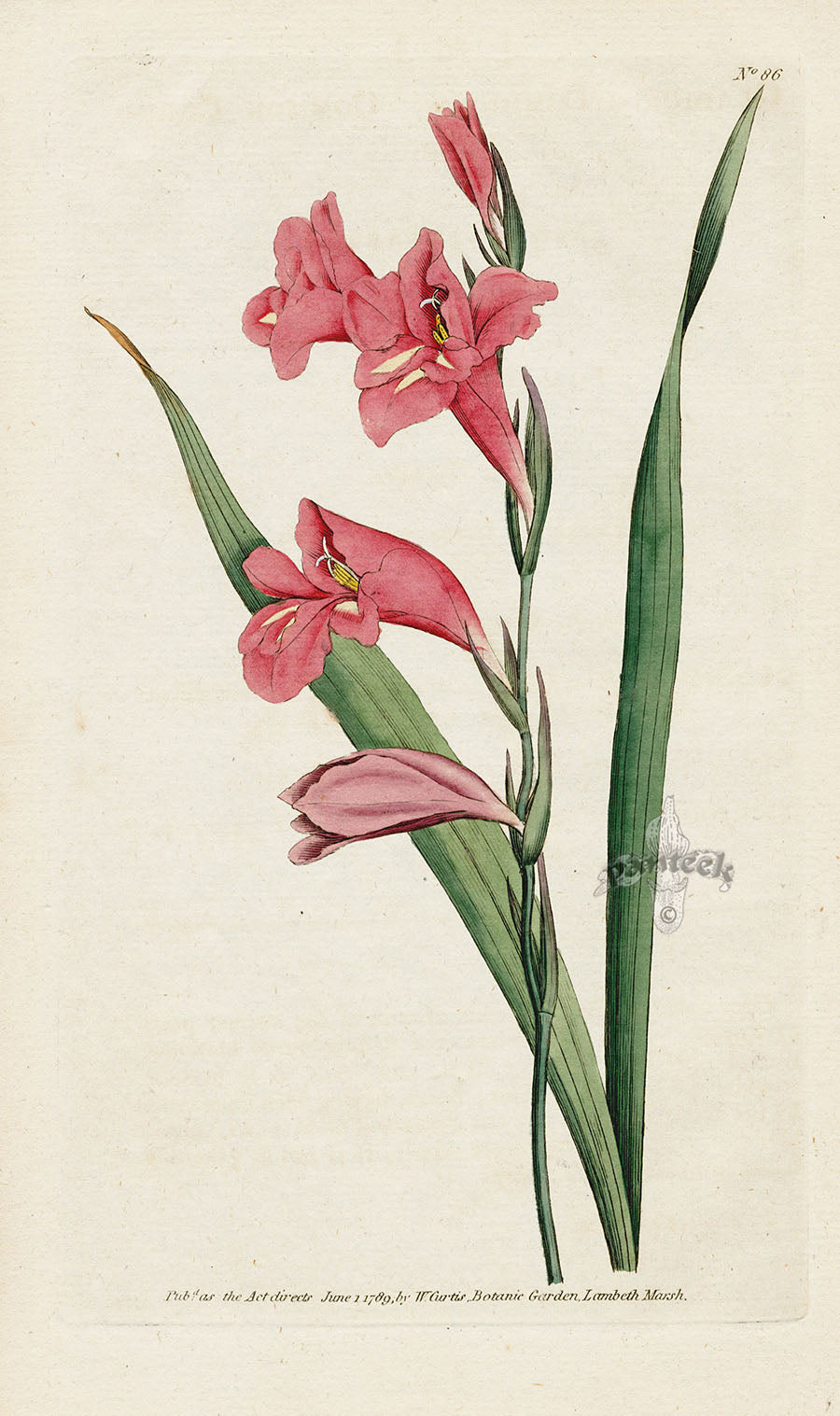 1787 Curtis Common Corn-Flag