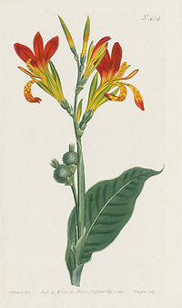 1787 Curtis Common Indian Reed or Shot - Panteek Antique Prints