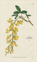 1787 Curtis Common Laburnum - Panteek Antique Prints