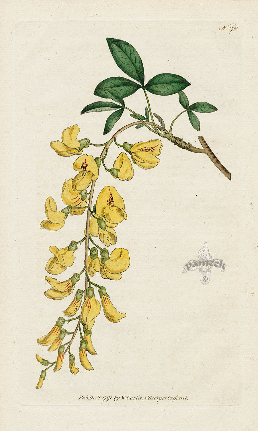 1787 Curtis Common Laburnum