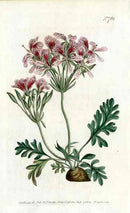 1787 Curtis Crane's Bill - Panteek Antique Prints