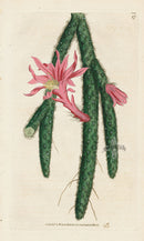1787 Curtis Creeping Cereus - Panteek Antique Prints