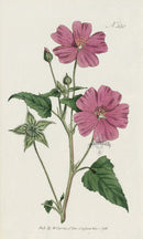 1787 Curtis Crested Sida. - Panteek Antique Prints