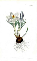 1787 Curtis Crocus - Panteek Antique Prints