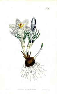 1787 Curtis Crocus - Panteek Antique Prints