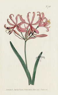1787 Curtis Divaricate-Petaled Amaryllis - Panteek Antique Prints