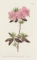 1787 Curtis Dotted-Leaved Rhododendron - Panteek Antique Prints