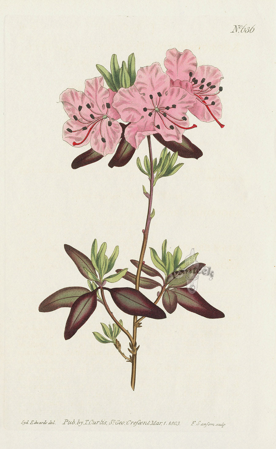 1787 Curtis Dotted-Leaved Rhododendron