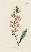 1787 Curtis Dwarf Almond - Panteek Antique Prints