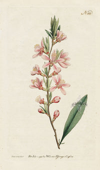1787 Curtis Dwarf Almond - Panteek Antique Prints