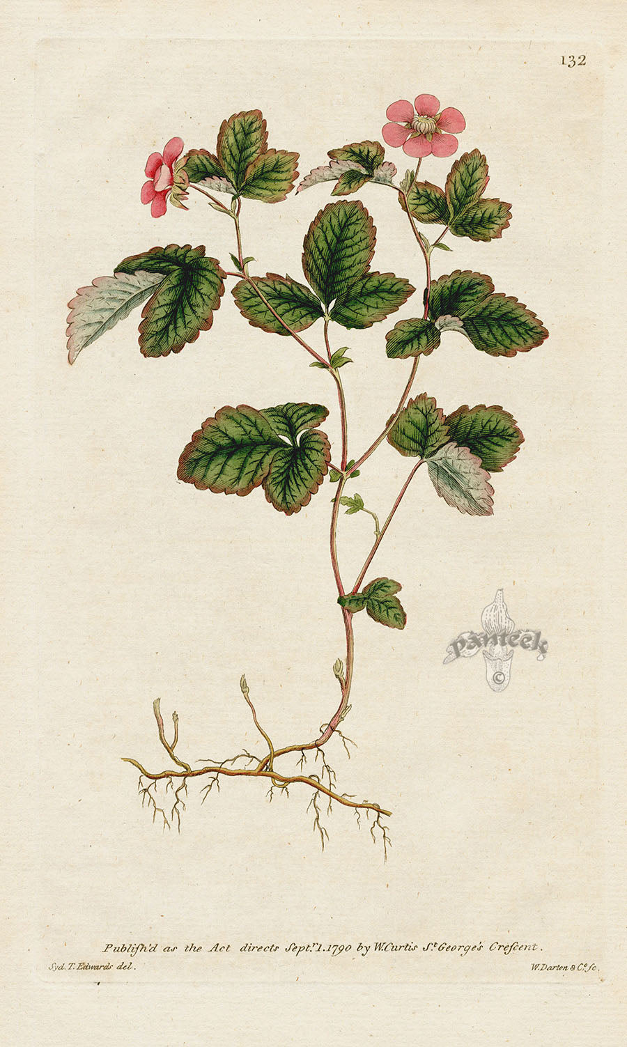 1787 Curtis Dwarf Bramble