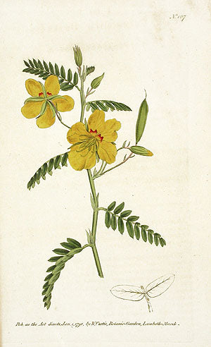 1787 Curtis Dwarf Cassia