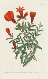 1787 Curtis Dwarf Pomegranate Tree - Panteek Antique Prints