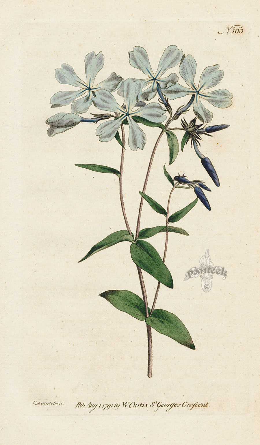 1787 Curtis Early-Flowering Lychnidea