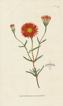 1787 Curtis Fig-Marigold - Panteek Antique Prints