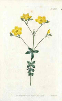 1787 Curtis Four Leaf Flax - Panteek Antique Prints